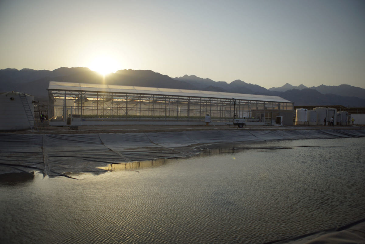 SFP in Jordan_greenhouse